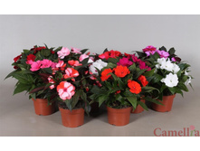 ���������� ����