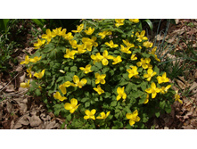 Hylomecon japonicum.jpg