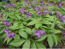 ������� ����������.jpg