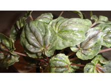 ��������� ���������� ���� ����� (Peperomia caperata)- 350 ���