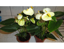 �������� ������ - 700-  750 ���.