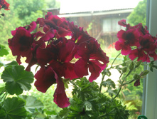 IMG 20180705 122102.jpg