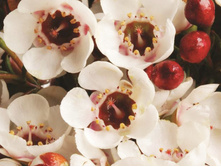 ���������� ���� Moonlight deligh