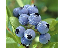 �������� 195 �+%  ���� ������� 1��, ���� ������ 2��, ������ 1��, ���� ���� 1��, ����� 2��, ����� ��� 1��