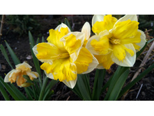 IMG 20190420 163742.jpg