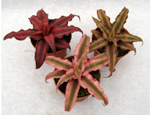 ���������- ����