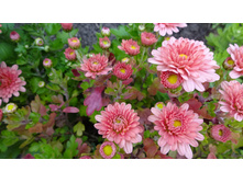 �������� ���� ������ ������� 3-4 �� ������ 30-35 �� . ��������  � ����� �������