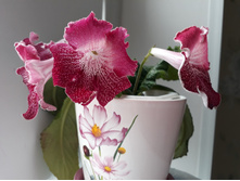 ���������� (������)