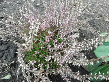 IMG 20190413 100354.jpg