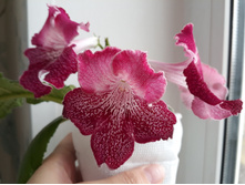 ���������� (������)