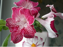 ���������� (������)