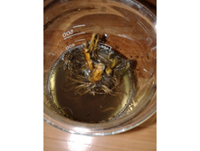 ����� 1.jpg