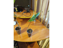 IMG 20190412 181410.jpg