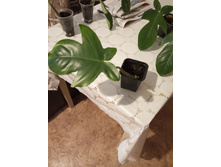 IMG 20190412 181130.jpg