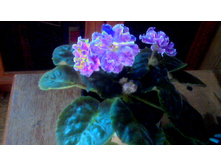 ��-��������� ���������