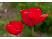 Tulpany.jpg