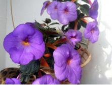 �������� Tetra klaus neubner.jpg