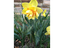 ������� �����