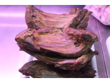 ����� �/�