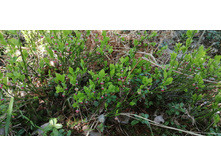 IMG 20190518 103500.jpg