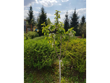 �������   "���������"