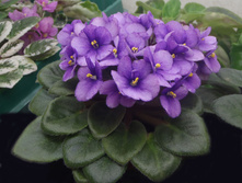 Rob`s Fuddy Daddy.jpg