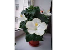 �������� ���� ����� ��� ���� ( Hibiscus Sunny San Remo) - 450 ���.