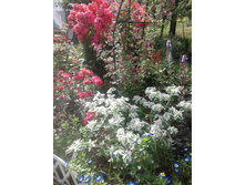 ������� � ��������