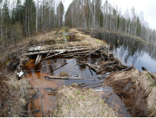 ����� ��� ������������ ����