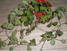 kanyakumariana .