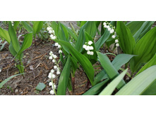 IMG 20190518 132258.jpg