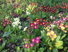 �������   30-50 ��� � ����������� �� ������� �������