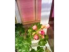 230931998-img 20190506 200231.jpg