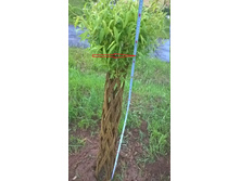 5ce7def15611a wp20190522173739pro (1).jpg