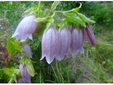 ����������� ��������