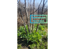 ���� ��������