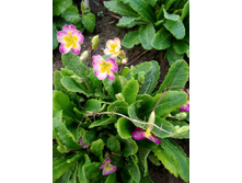 ������� 50�- �������