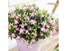 ������ ���� ����� ( Sophia)