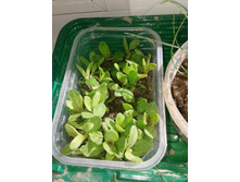 ������ ����������