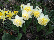 ������� ��� ����