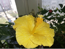 �������� ������ ���� Starlet - 450 ���.