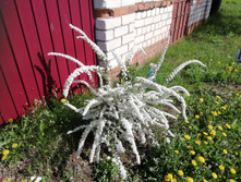 IMG 20190510 082803.jpg