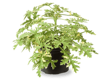 ������ �������� - 400 ���.