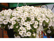 ��� ���� ������� 150 �