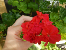 PAC Little Lady Cherry