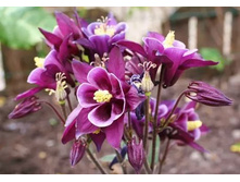 ��������� ��������