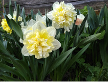 ������� ��� ����