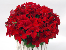 ����� ��� 160 �.