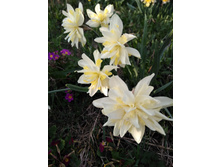 ������� ���� ��������