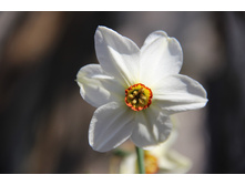 ������� �����������. �������. 50� 5����